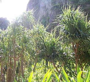 Phi Phi Leh