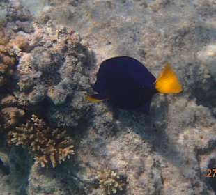 Ein nugieriger Fisch