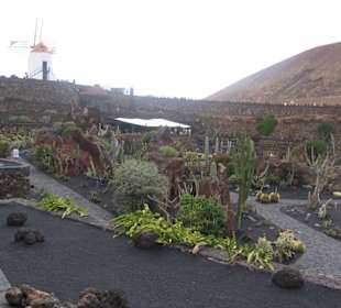 Jardin de Cactus