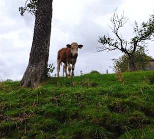 Eine Kuh schaut hinunter