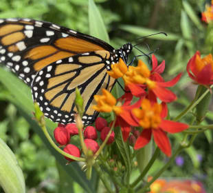Botanischer Garten Amsterdam