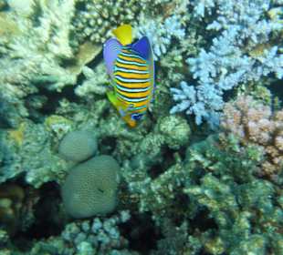 Schnorchelstopp 07.09.21