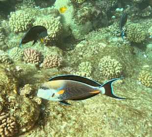 Schnorcheln Marsa Alam