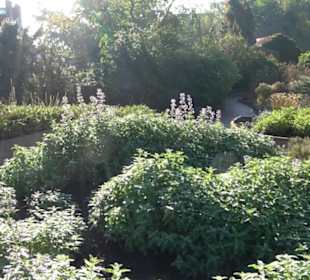 Botanischer Garten
