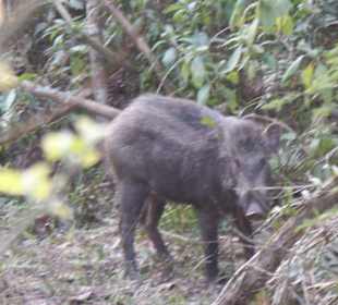 Während des Elefantenrittes