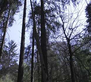 Waldlehrpfad an der Lauter