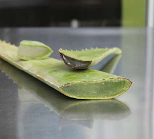 Aloe Vera Infocenter Fuerteventura - Jandia