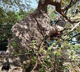 Plantane des Hippokrates (Kos Stadt)