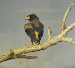 Adler lauert auf Beute