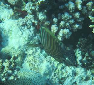 Hausriff Arabia Azur Resort