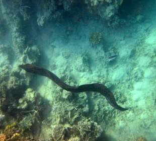 Muräne am Hausriff
