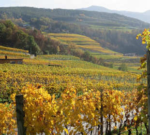 Weinberge oberhalb des Klosters