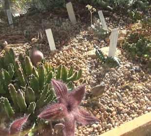 Botanischer Garten