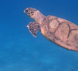 Schnorcheln Abu Soma