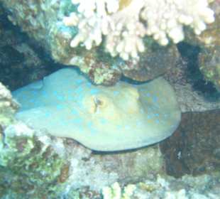 Aussichten beim Schnorcheln/Tauchen