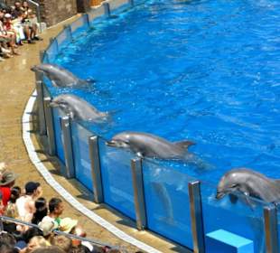 Dophin Show