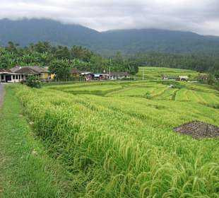 Wayan beim Reisfeld in Tegallalang/Mittagsssen