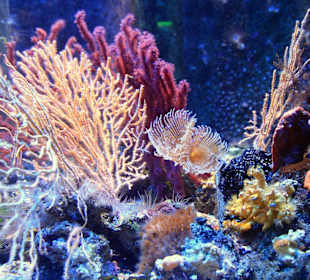  Ozeanographisches Museum Monaco