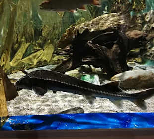 Alpen Wildpark Feld am See