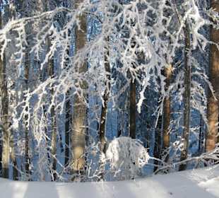 Sneeuw op de Uetliberg