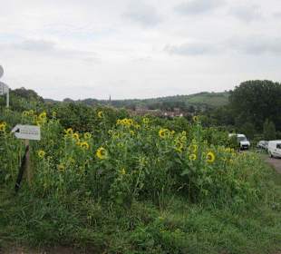 Kulinarische Weinbergswanderung