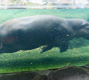 Singapur Zoo