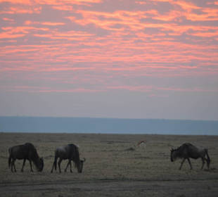 Gnus_Masai Mara
