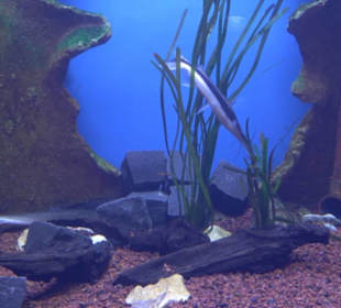 National Aquarium Malta