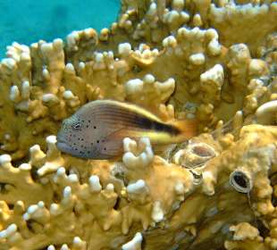 Beim Schnorcheln entdeckt