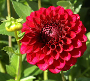 Dahlien-Impressionen