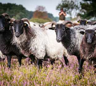 Wandern Buchholz in der Nordheide