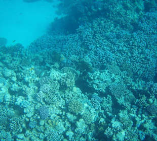 Zwei Pracht-Drücker