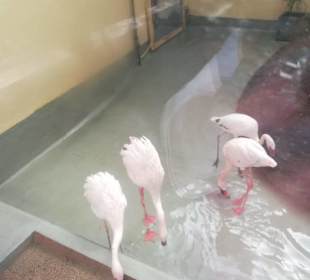 Die Flamingos bitten zu Tisch