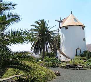 Lanzarote - Jardín de Cactus