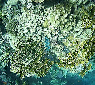 Schnorcheln am Riff vom Magic Tulip Resort (02/2018)