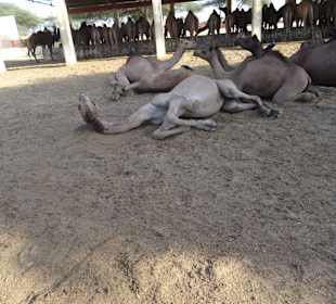 Auf dem Gelände der Kamelfarm