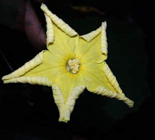 Blütenzauber im Tropenhaus Klein Eden