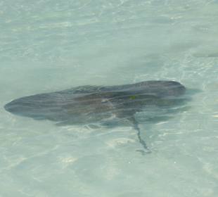 Isla Contoy, der Stachelrochen