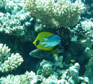 Fische am Riff