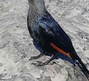 Gefiederte Gäste auf dem Tafelberg 