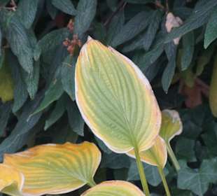 Parkanlage Planten un Blomen