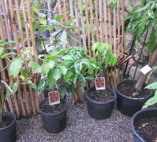 Botanischer Garten Bergamo