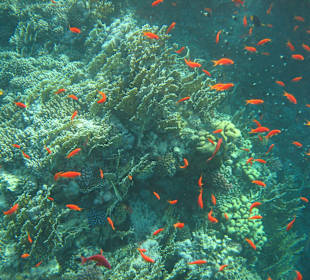 Unterwasserwelt - Fischsuppe