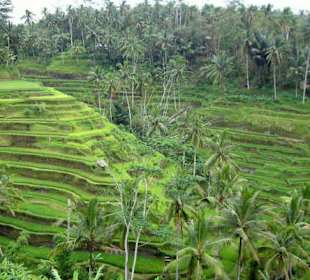 Reisterrasse beim Ausflug zum Batur