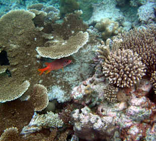 Schöne Unterwasserwelt