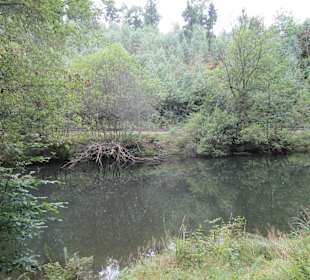  Wanderweg Helmbachweiher - Hornesselwiese