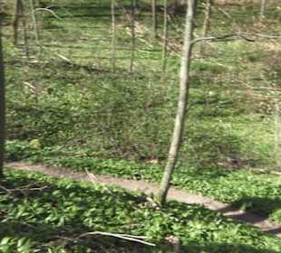 Wanderweg Hochgehkämpft