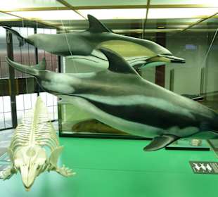 Ausstellung im Museum