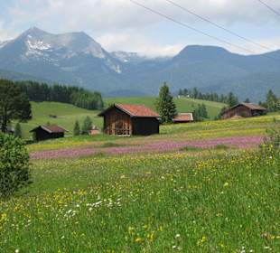 Die Buckelwiesen in voller Blüte, ein Traum!