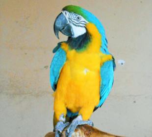 Nora der Papagei